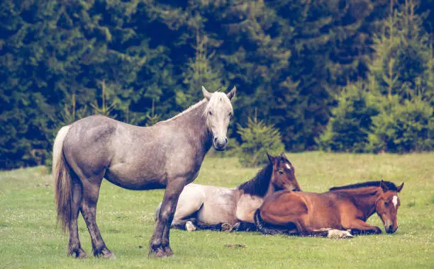 Photo of Wild horses running free at the mountains