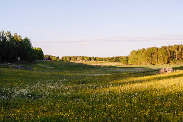 Sunny field in summer outdoors landscape\nPhoto taken in rural Sweden