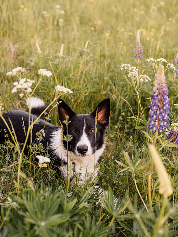 Cute border collie mix dog in summer with flowers\nPhoto taken outdoors in rural nature on dog walk