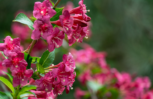 Flowering Weigela Bristol Ruby. Selective focus and close-up of beautiful bright pink flowers against evergreen in ornamental garden. Nature concept for design with place for your text.