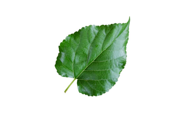 istock Fresh water dew drops on green leaves isolated on white backgroun 1247730985