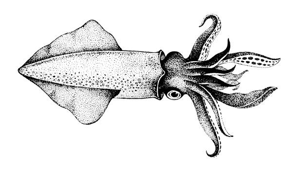 Squid, Fish collection Squid, Fish collection. Healthy lifestyle, delicious food. Hand-drawn images, black and white graphics. calamari stock illustrations
