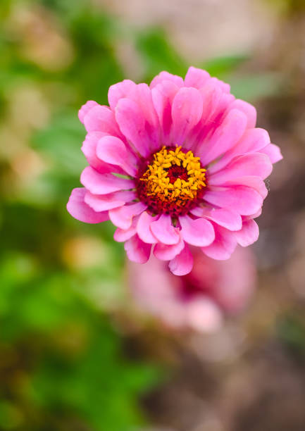 istock pink aster flower close-up on a blurred background 1247731037