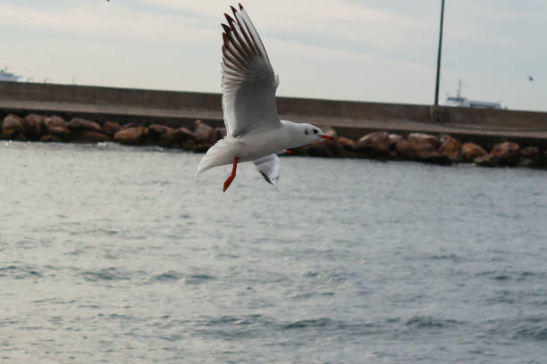istock close-up of a flying seagull 1247731246
