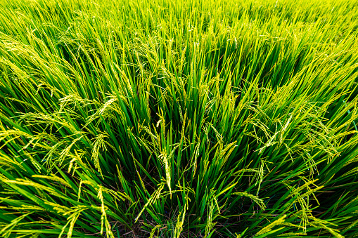 Green ear of rice detail and texture.