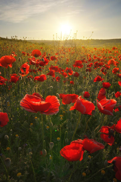 istock Spring poppy flowers  in meadow 1247731437