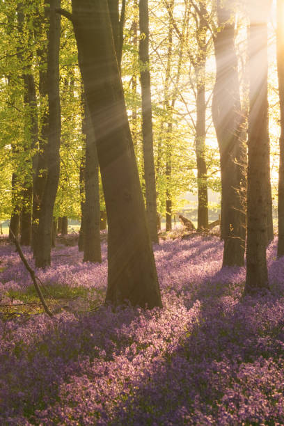 istock Bluebells In An English Beechwood 1247731509