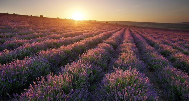 istock Meadow of lavender at sunset. 1247732864