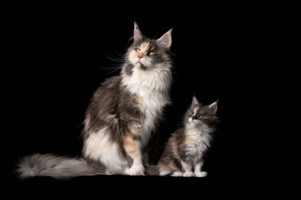 istock cat mother and child 1247732865