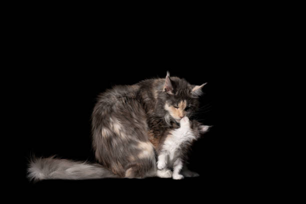 istock Maine Coon Cat mother and Child 1247732912