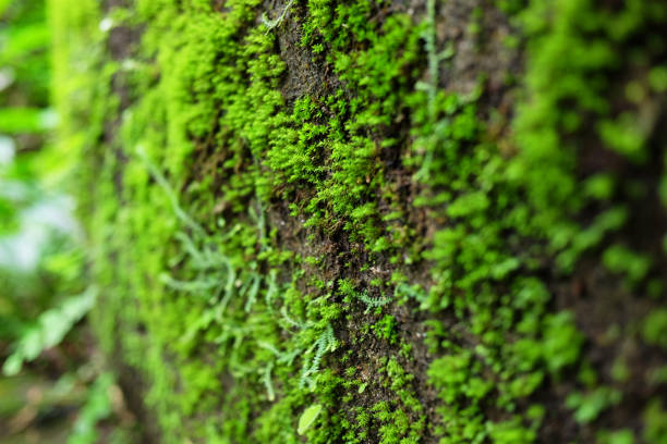 istock Freshness green moss texture on stone in tropical jungle and rainforest 1247732917