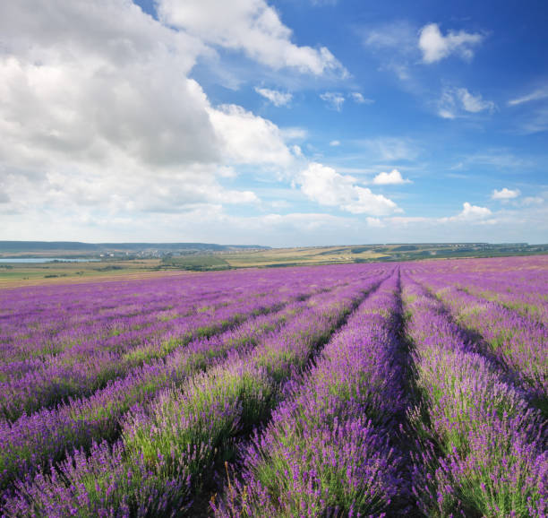 istock Meadow of lavender. 1247732946