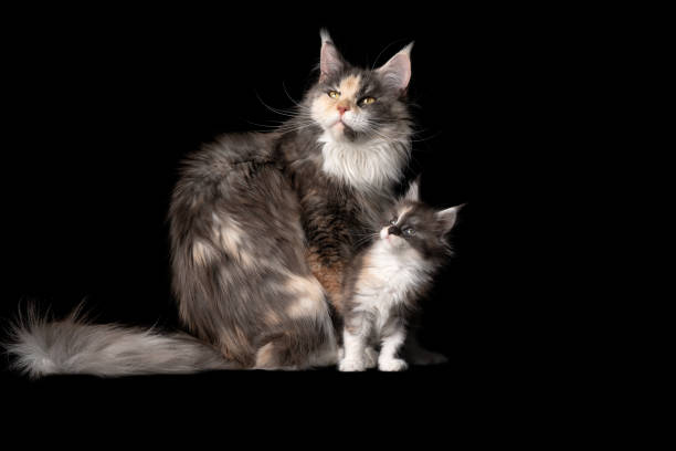 istock Maine Coon Cat mother and Child 1247732949