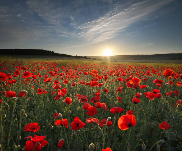 istock Spring poppy flowers  in meadow. 1247733013