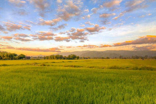 Agriculture green rice field under sunset sky and mountain back at contryside. farm, growth and agriculture concept. stock photo