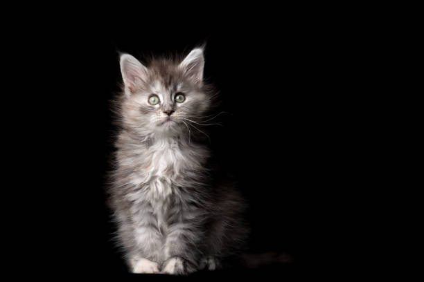 istock maine coon Kitten studio portrait 1247733125