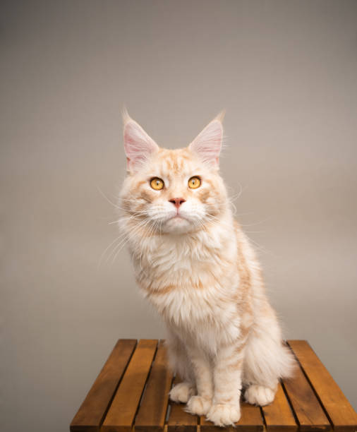 istock maine coon portrait 1247733240