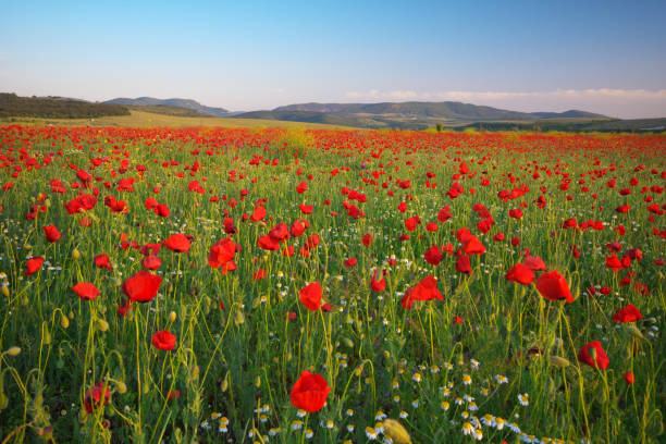 istock Poppies meadow landscape. 1247733652