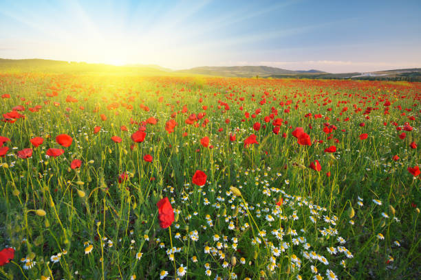 istock Poppies meadow and spring landscape. 1247733756