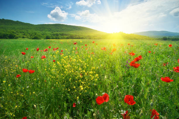 istock Spring meadow of flowers 1247733785
