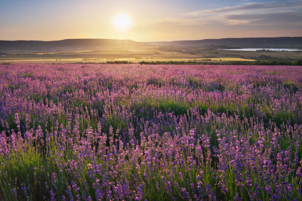 istock Meadow of lavender at sunset. 1247733841