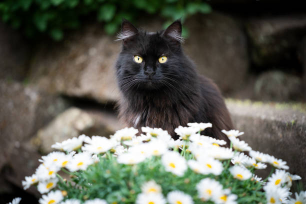 istock black cat white flowers 1247734958
