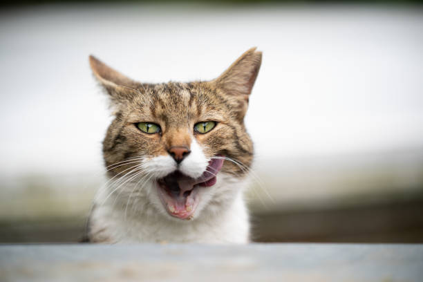 istock funny cat portrait 1247735003