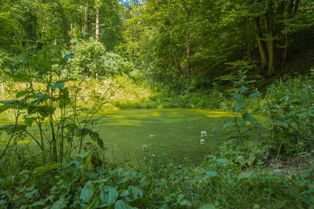 An overgrown pond located in a forest in early summer.