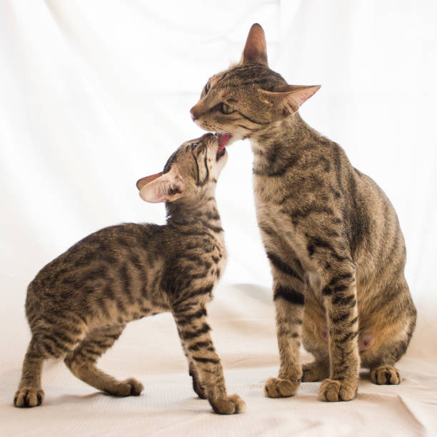 istock A female cat with her kitten 1247735585