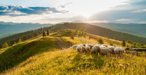 Mountain range at sunset. A herd of sheep in the mountains. Beautiful Caucasus Mountain landscape view. Shepherds' Home in the Mountains.