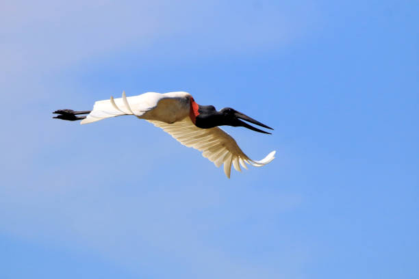 istock Jabiru (jabiru mycteria) flying under a blue sky in the Pantanal 1247736091