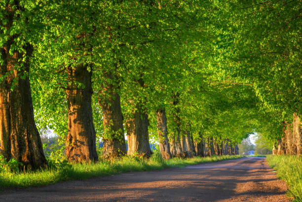 istock countryside road among the trees 3 1247736326