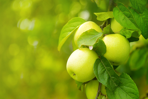 It's time to harvest delicious apples from Nagano prefecture, Japan.