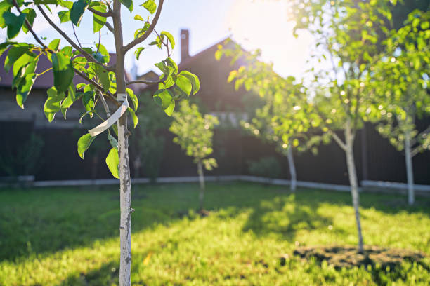 peras jóvenes recién plantadas y manzanos en el huerto de primavera o verano o jardín con hermosa luz solar. el árbol tiene una etiqueta sin texto. - orchard flower apple tree tree fotografías e imágenes de stock