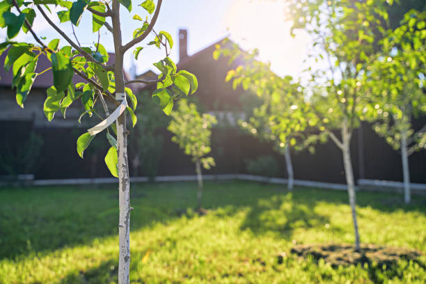 Freshly planted young pear and apple trees in spring or summer orchard or garden with beautiful sunlight. Tree has a label with no text. stock photo