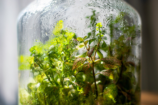 Plants in a closed glass bottle. Terrarium jar small ecosystem. Moisture condenses on the inside of the glass. The process of photosynthesis. Water vapor is created in the humid environment and then absorbed back into the soil and roots of the plants.