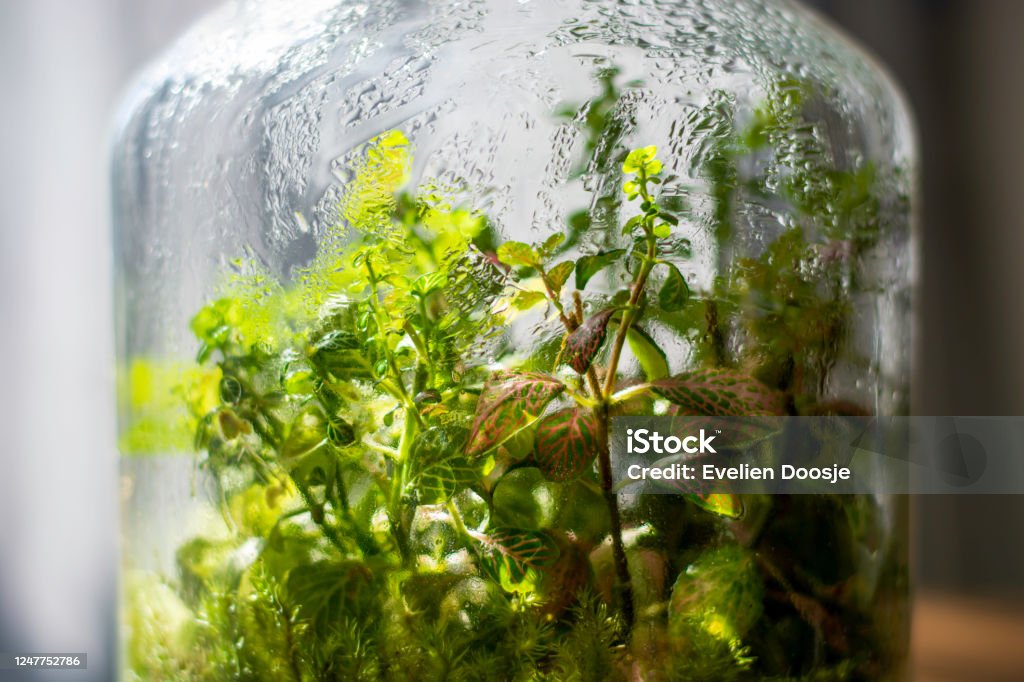 Plants in a closed glass bottle. Terrarium jar small ecosystem. Plants in a closed glass bottle. Terrarium jar small ecosystem. Moisture condenses on the inside of the glass. The process of photosynthesis. Water vapor is created in the humid environment and then absorbed back into the soil and roots of the plants. Terrarium Stock Photo