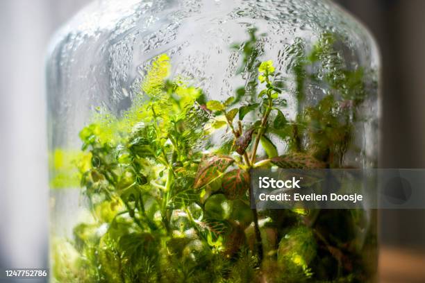 Plants In A Closed Glass Bottle Terrarium Jar Small Ecosystem Stock Photo - Download Image Now