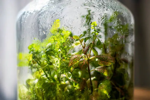 Plants in a closed glass bottle. Terrarium jar small ecosystem. Moisture condenses on the inside of the glass. The process of photosynthesis. Water vapor is created in the humid environment and then absorbed back into the soil and roots of the plants.