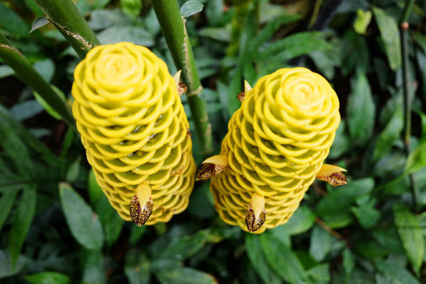 Blooming yellow Zingiber Spectabile Griff in tropical rainfores garden