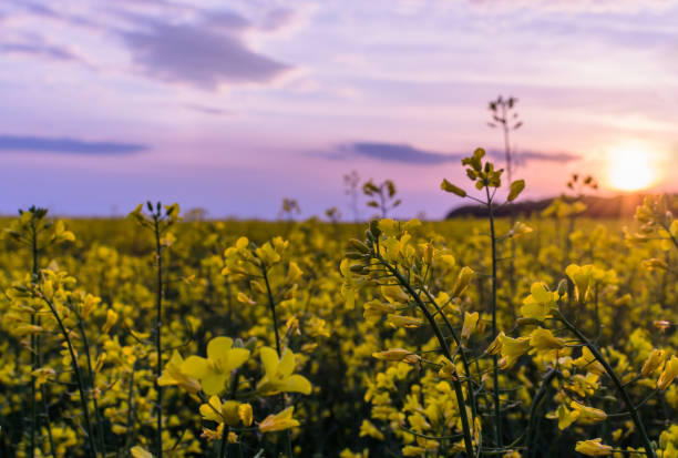 istock Rapeseed field at sunset, Blooming canola flowers close up. 1247754817