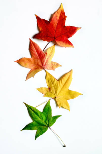 istock Autumn falling leaves isolated on white background. 1247755680