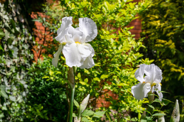 biała iris germanica lub brodaty iris na tle jasnego zielonego ogrodu krajobrazowego. piękne białe kwiaty. selektywne skupienie. kwiat krajobrazu dla tapety przyrody. - germanica zdjęcia i obrazy z banku zdjęć