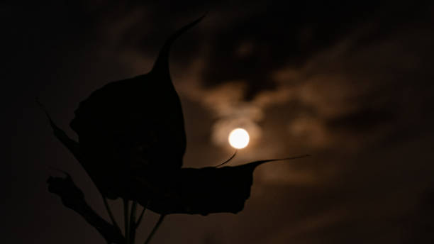 mondfinsternis - full moon moon lunar eclipse red stock-fotos und bilder