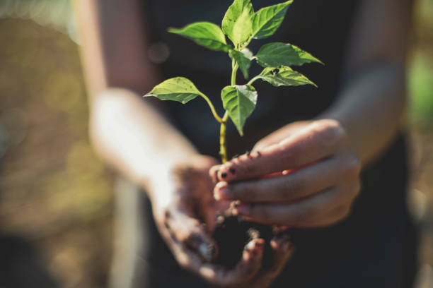 istock Letting the sunshine 1247756135