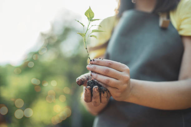 istock Young seedling; fresh and fragile 1247756136