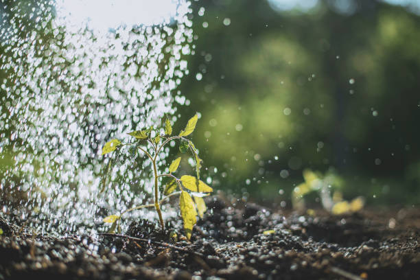 istock Every day is watering day 1247756138