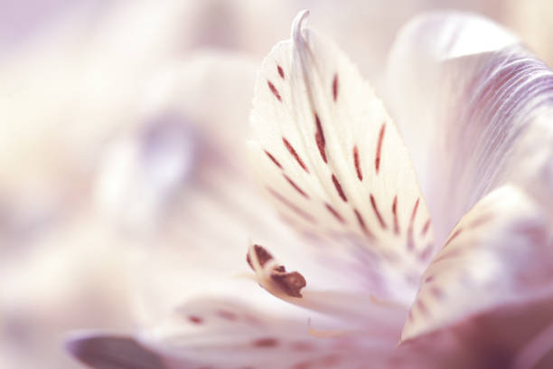 istock beautiful alstroemeria flower macro, flower background 1247756446