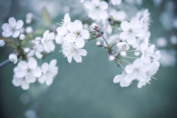 istock blooming cherry-tree in the garden 1247760497