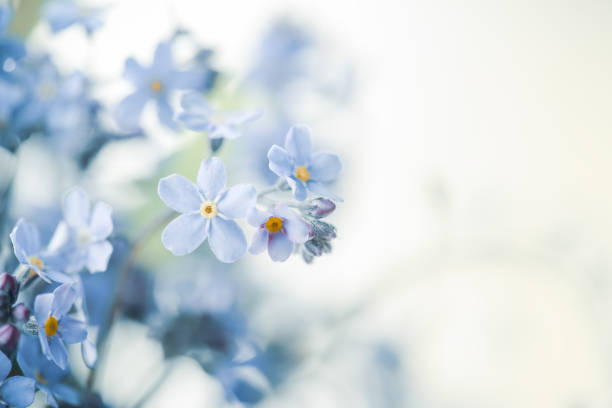 pansy flores fondo - una sola flor fotografías e imágenes de stock